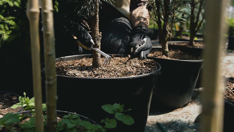 Gärtner des Nahaufnahme-Mannes A in den Handschuhen kultiviert den Boden in einem großen Blumentopf