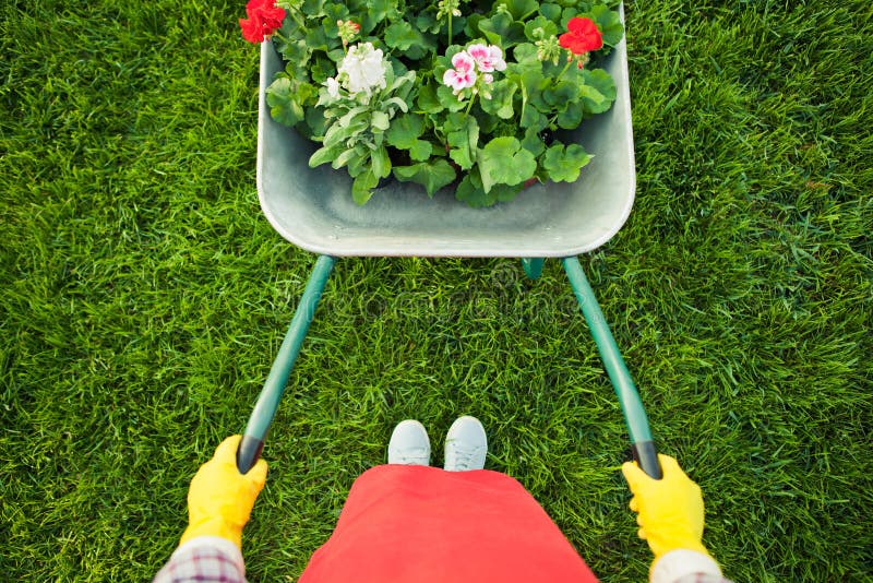 Gärtner Mit Blumen in Der Schubkarre Stockfoto Bild von lebensstil