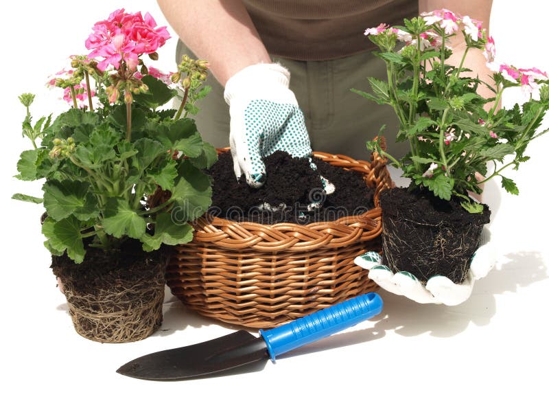 Gärtner und Blumen stockbild. Bild von getrennt, hände 24875775