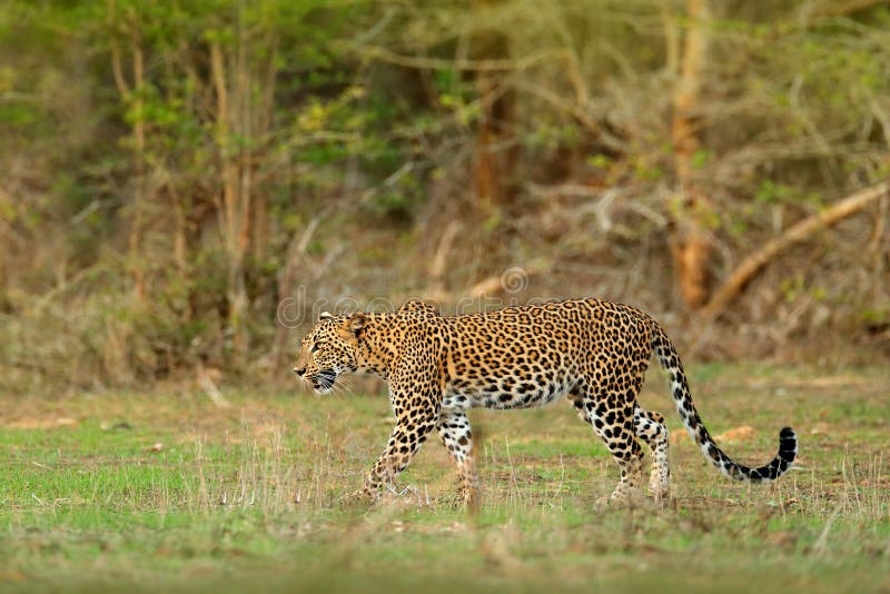 Gå den srilankesiska leoparden, Pantheraparduskotiya, stor prickig lös katt som ligger på trädet i naturlivsmiljön, Yala medborga royaltyfri foto Gå den srilankesiska leoparden, Pantheraparduskotiya, stor prickig lös katt som ligger på trädet i naturlivsmiljön, Yala medborga royaltyfri foto