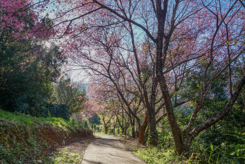 Gå för att stenlägga under den rosa Himalayan blommande lösa körsbärsröda tunnelen på Khunwang, Chiangmai arkivfoto Gå för att stenlägga under den rosa Himalayan blommande lösa körsbärsröda tunnelen på Khunwang, Chiangmai arkivfoto