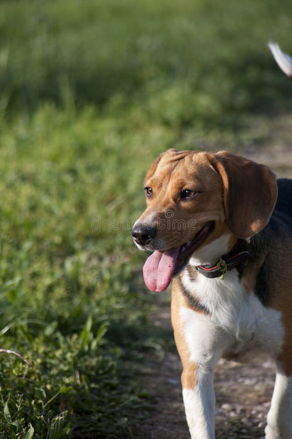 gå för hund arkivbilder gå för hund arkivbilder