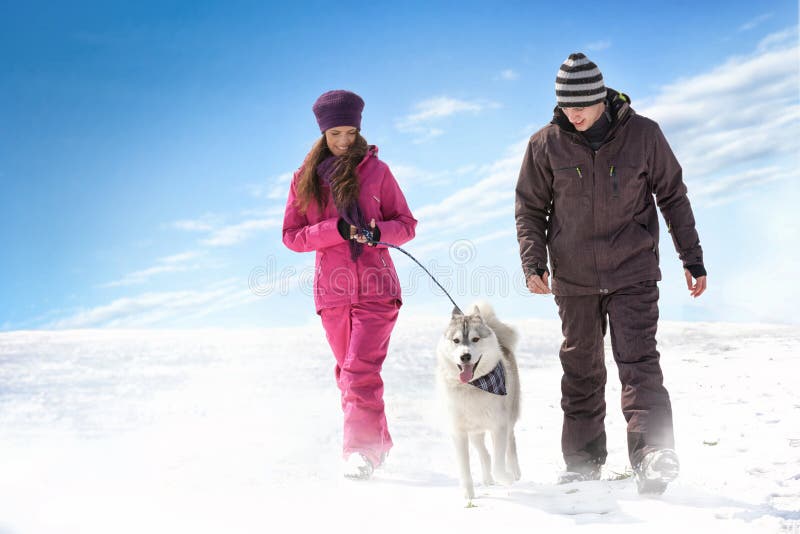 gå för hund arkivbilder gå för hund arkivbilder