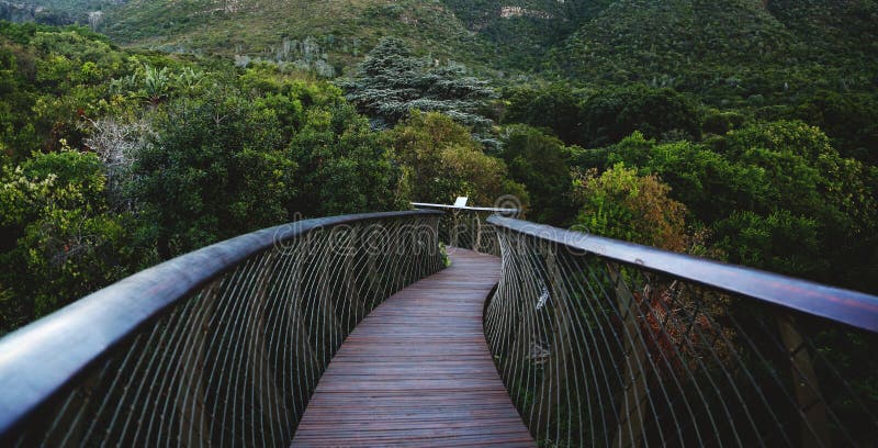 Gångbana för markis för Kirstenbosch hundraårsdagträd arkivfoton