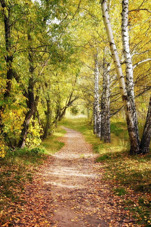 Gångbanagrändbana till och med den härliga nedgången Forest Autumn Landscape arkivfoto