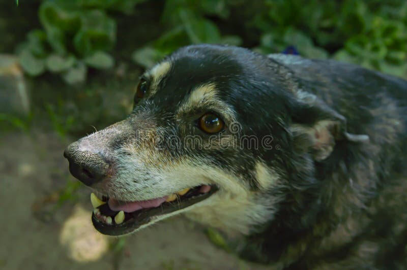 Gårdhund med den öppna munnen royaltyfri foto Gårdhund med den öppna munnen royaltyfri foto