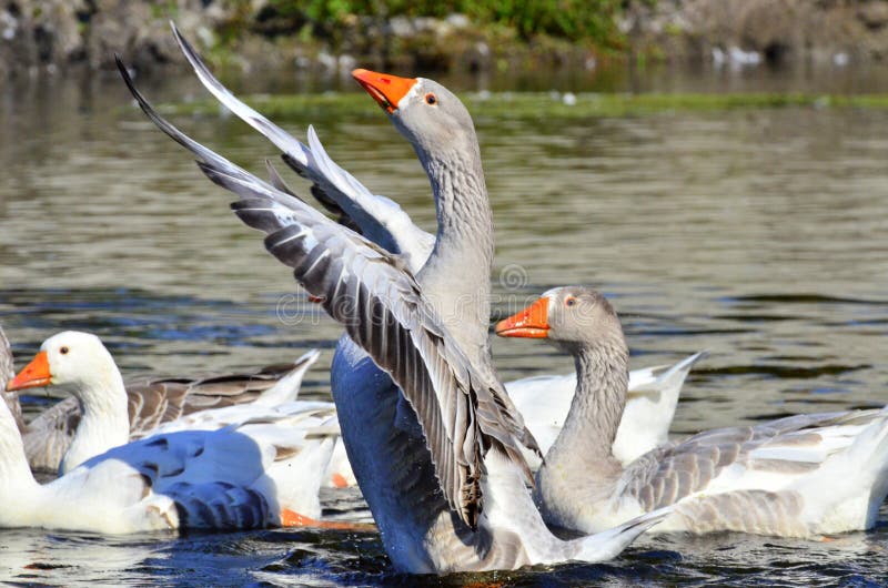 Gås royaltyfri bild Gås royaltyfri bild