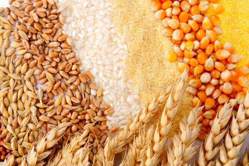 Gérmenes de cereal y oídos del trigo