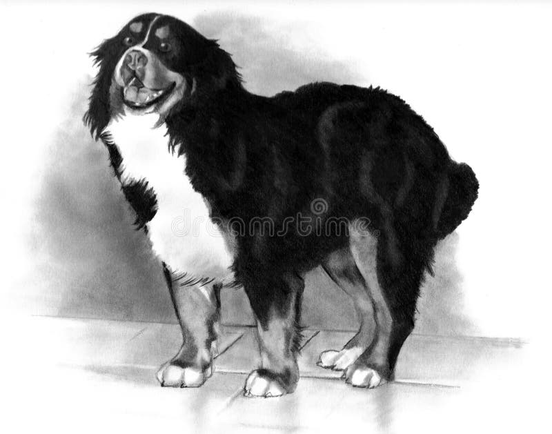 Freehand pencil drawing of a Bernese Mountain dog. Freehand pencil drawing of a Bernese Mountain dog.