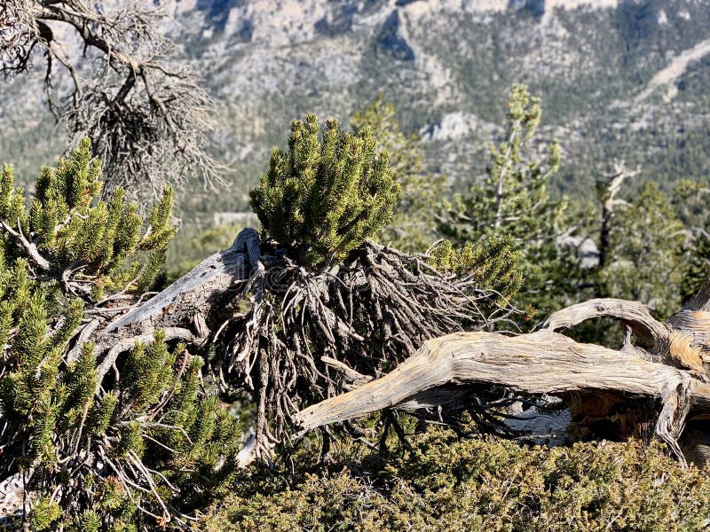 Górny Bristlecone pętli ślad, Mt Charleston, Nevada obraz stock Górny Bristlecone pętli ślad, Mt Charleston, Nevada obraz stock