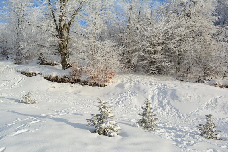 Gömd snöig väg förutom skogen arkivbild Gömd snöig väg förutom skogen arkivbild