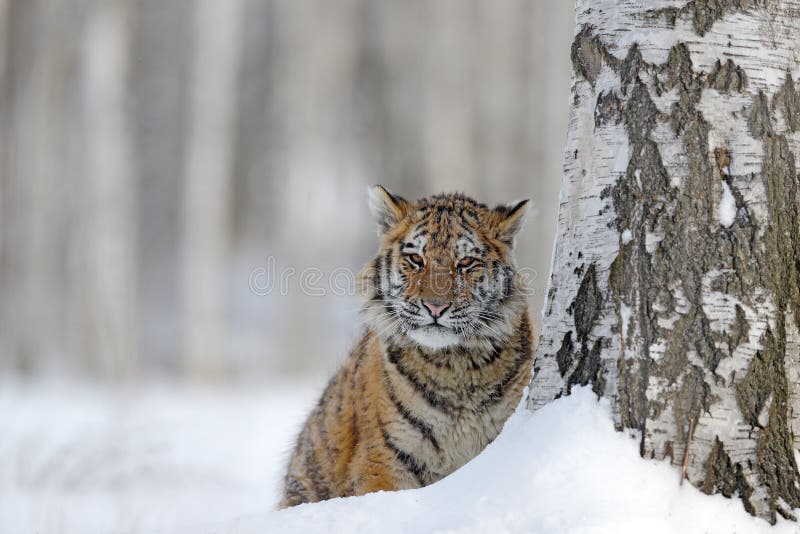 Gömd tiger med den snöig framsidan Tiger i lös vinternatur Amur tigerspring i snön Handlingdjurlivplats, faradjur C royaltyfri foto Gömd tiger med den snöig framsidan Tiger i lös vinternatur Amur tigerspring i snön Handlingdjurlivplats, faradjur C royaltyfri foto