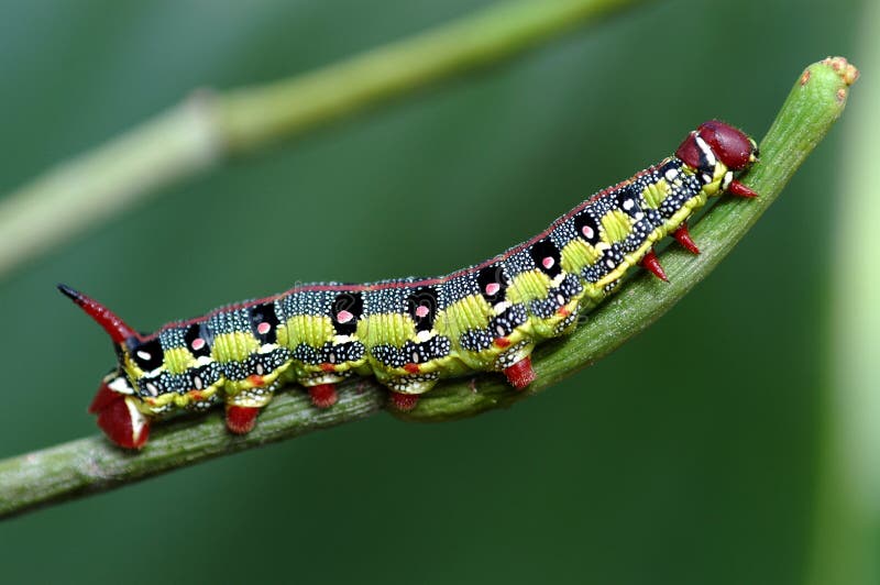 gąsienica makro gąsienica makro