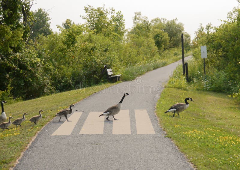 A gander of Canadian geese crossing a roadway. A gander of Canadian geese crossing a roadway