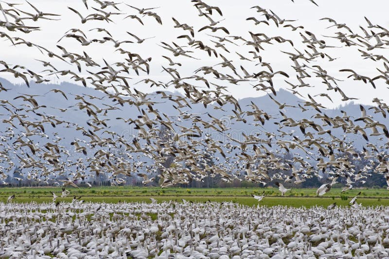 A large flock of migrating snow geese. A large flock of migrating snow geese.