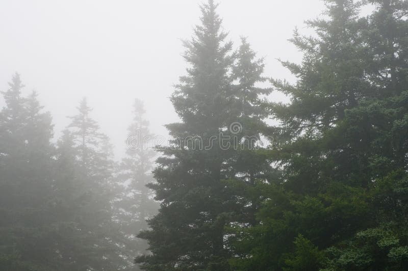 A view of a tall Maine pine forest on a foggy, drizzly evening. A view of a tall Maine pine forest on a foggy, drizzly evening.