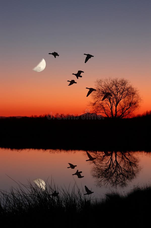 Wild Geese Flying Against Moon at Majic Hour Sunset, Reflected in Peaceful, Still Pond. Wild Geese Flying Against Moon at Majic Hour Sunset, Reflected in Peaceful, Still Pond