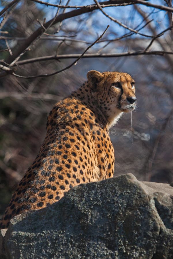 G?odny ?aciasty gepard kapie ?lin? siedzi w przyczajeniu z jego fangs, on chce je?? fotografia stock G?odny ?aciasty gepard kapie ?lin? siedzi w przyczajeniu z jego fangs, on chce je?? fotografia stock