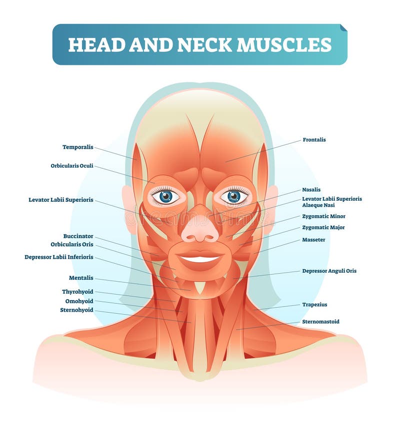 Głowy i szyi mięśnie przylepiający etykietkę anatomiczny diagram, twarzowa wektorowa ilustracja z żeńską twarzą, opieki zdrowotne ilustracji Głowy i szyi mięśnie przylepiający etykietkę anatomiczny diagram, twarzowa wektorowa ilustracja z żeńską twarzą, opieki zdrowotne ilustracji