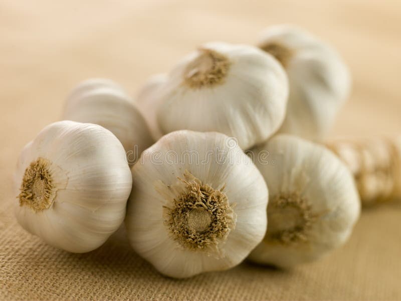 Close up of Bulbs of Garlic. Close up of Bulbs of Garlic
