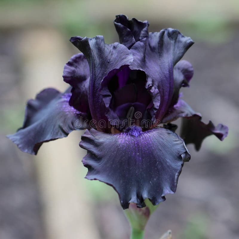 Głęboko purpurowy i czarnobrodaty kwiat Iris