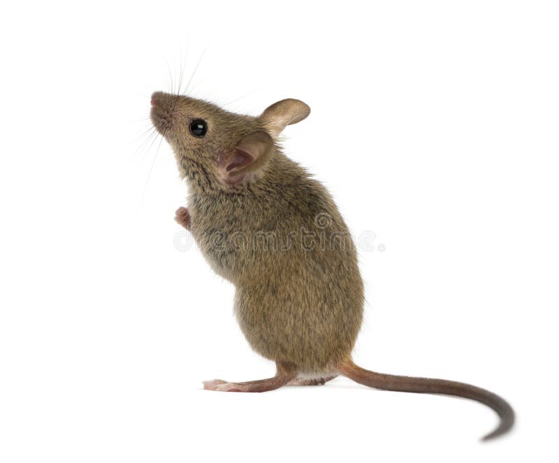 Die Maus Oben Schaut Fotos Kostenlose Und Royalty Free Stock Fotos Von Dreamstime