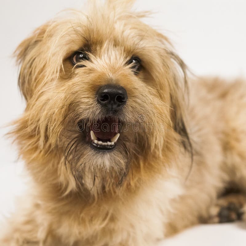 Härlig fluffig hund arkivfoto. Bild av angus 48385552