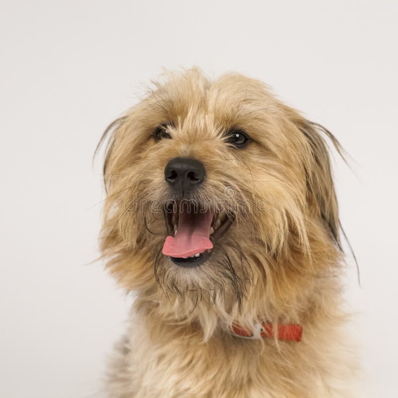 Härlig fluffig hund arkivfoto. Bild av angus 48385552