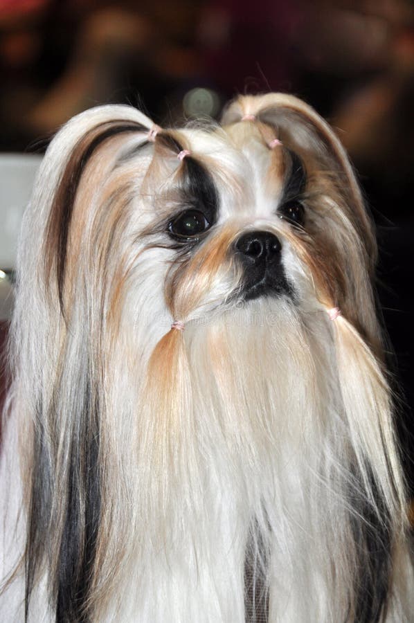Härlig Lhasa Apso hund fotografering för bildbyråer. Bild av eller