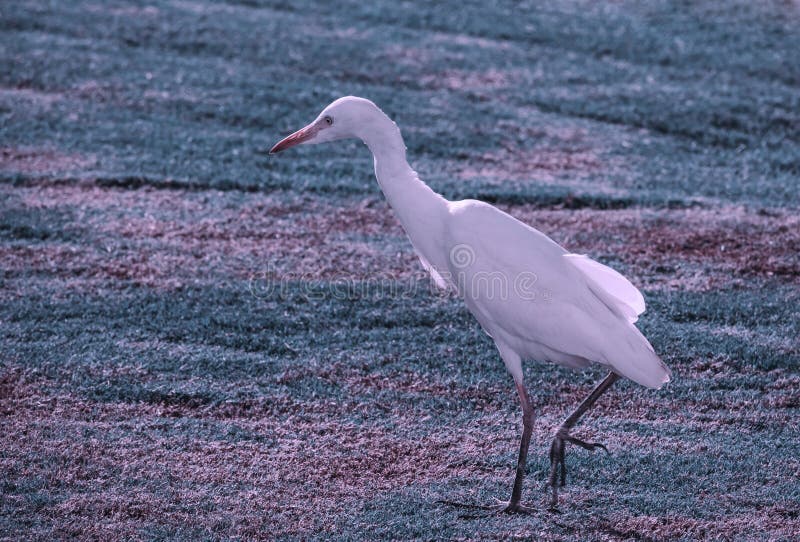 H?ger i ?ngen som s?ker efter mat fotografering för bildbyråer H?ger i ?ngen som s?ker efter mat fotografering för bildbyråer