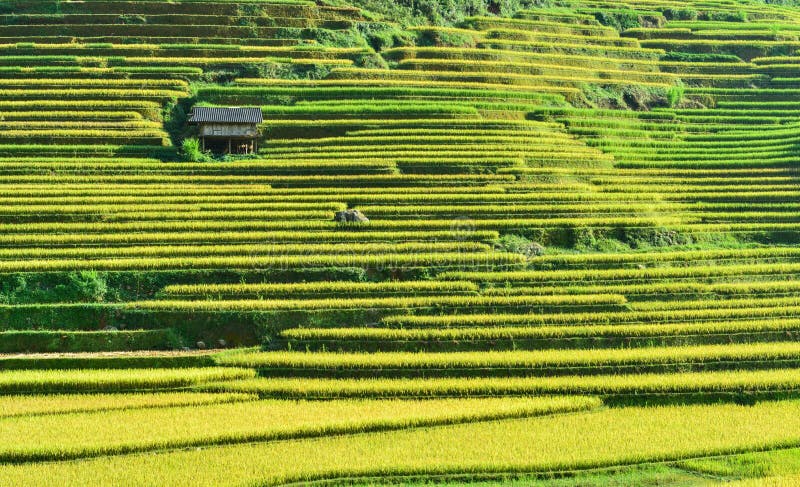 The H`Mong`s terraced rice field and their traditional houses in La Pan Tan commune, Mu Cang Chai dist., Yen Bai prov., Viet Nam. The H`Mong`s terraced rice field and their traditional houses in La Pan Tan commune, Mu Cang Chai dist., Yen Bai prov., Viet Nam