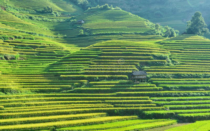 The H`Mong`s terraced rice field and their traditional houses in La Pan Tan commune, Mu Cang Chai dist., Yen Bai prov., Viet Nam. The H`Mong`s terraced rice field and their traditional houses in La Pan Tan commune, Mu Cang Chai dist., Yen Bai prov., Viet Nam