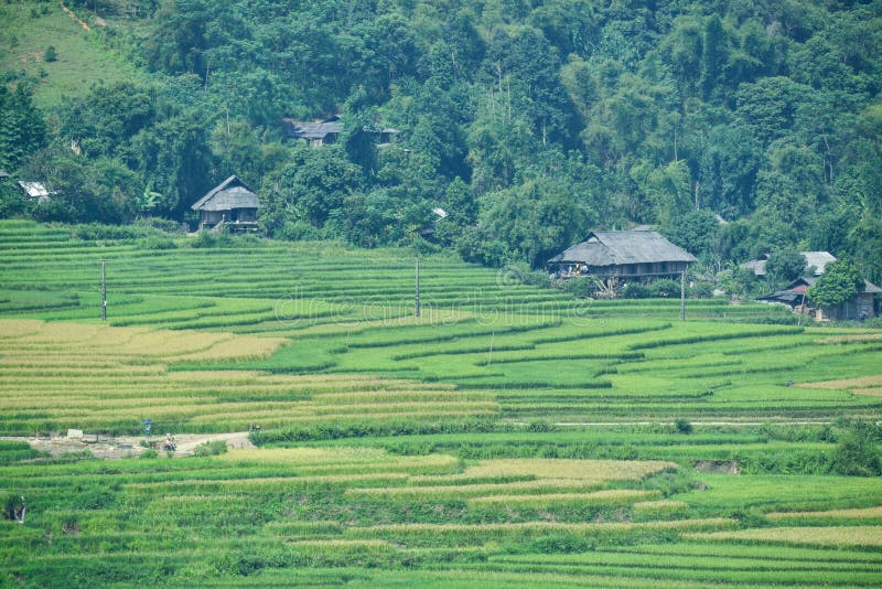 The H`Mong`s terraced rice field and their traditional houses in La Pan Tan commune, Mu Cang Chai dist., Yen Bai prov., Viet Nam. The H`Mong`s terraced rice field and their traditional houses in La Pan Tan commune, Mu Cang Chai dist., Yen Bai prov., Viet Nam