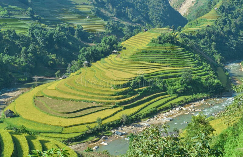 The H`Mong`s traditional house and their terraced rice field which is called `Mui Giay` Shoe shape in La Pan Tan commune, Mu Cang Chai dist., Yen Bai prov., Viet Nam. The H`Mong`s traditional house and their terraced rice field which is called `Mui Giay` Shoe shape in La Pan Tan commune, Mu Cang Chai dist., Yen Bai prov., Viet Nam