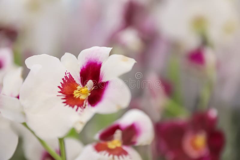 H? rlig blommande tropisk orkid? p? suddig bakgrund, closeup fotografering för bildbyråer