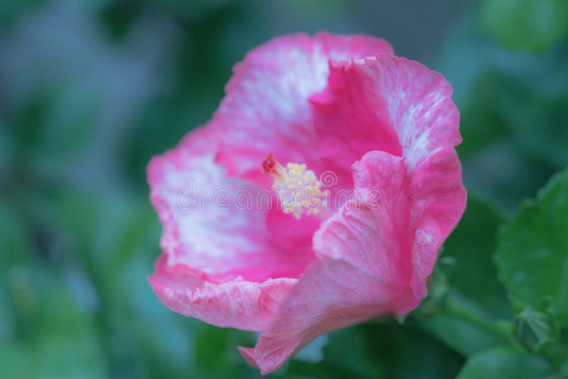 H?rlig rosa hibiskusblomma i tr?dg?rden Typer av för Snowberryhibiskus för namn den karibiska blomman royaltyfri foto H?rlig rosa hibiskusblomma i tr?dg?rden Typer av för Snowberryhibiskus för namn den karibiska blomman royaltyfri foto