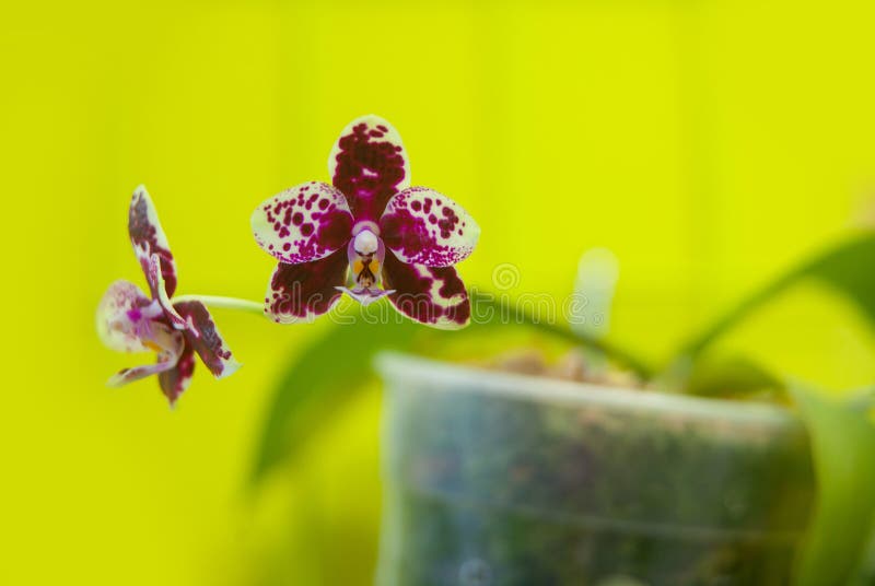 Beautiful rare orchid in a pot on a yellow background
