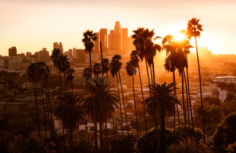 H? rlig solnedg? ng till och med palmtr? den, Los Angeles, Kalifornien arkivfoto