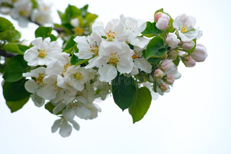 h?rliga blommor av ?ppletr?det som isoleras p? vit bakgrund arkivbild h?rliga blommor av ?ppletr?det som isoleras p? vit bakgrund arkivbild