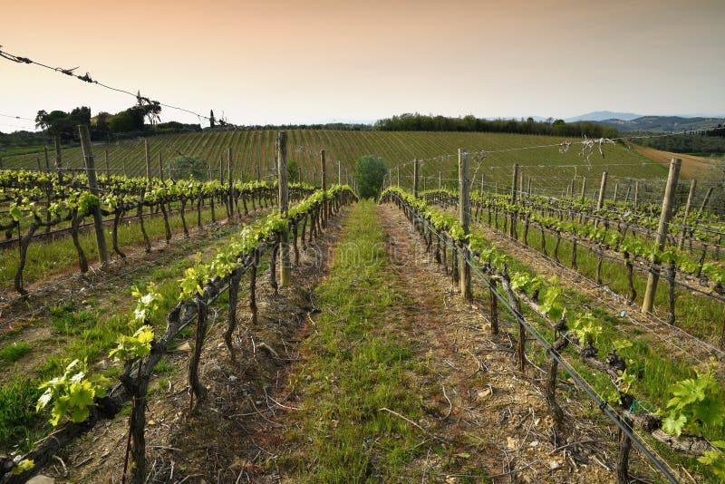 H?rliga rader av unga gr?na ving?rdar n?ra Mercatale Val di Pesa Florence i v?rs?song p? solnedg?ngen tuscany royaltyfria foton H?rliga rader av unga gr?na ving?rdar n?ra Mercatale Val di Pesa Florence i v?rs?song p? solnedg?ngen tuscany royaltyfria foton