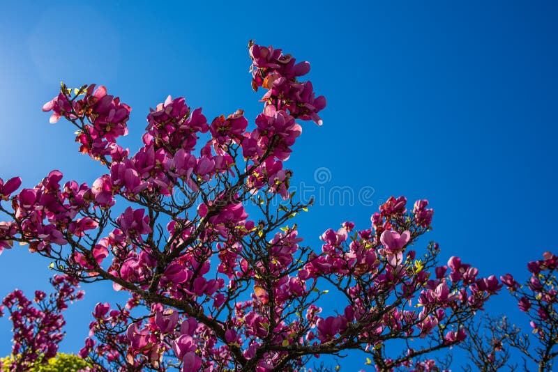 H?rliga rosa f?rgblommor fotografering för bildbyråer H?rliga rosa f?rgblommor fotografering för bildbyråer