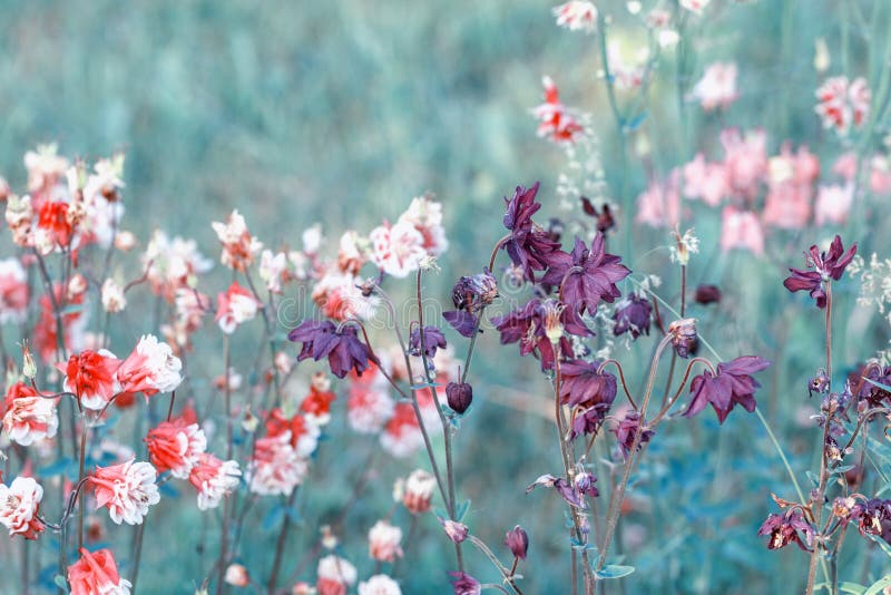 H?rligt ?ngf?lt med l?sa blommor V?r eller sommarvildblommacloseup bakgrund suddighetdde den skyddande pillen f?r maskeringen f?r fotografering för bildbyråer H?rligt ?ngf?lt med l?sa blommor V?r eller sommarvildblommacloseup bakgrund suddighetdde den skyddande pillen f?r maskeringen f?r fotografering för bildbyråer
