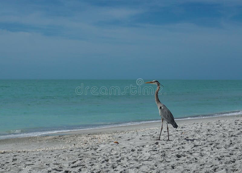 H?ron de grand bleu sur la plage photos libres de droits H?ron de grand bleu sur la plage photos libres de droits