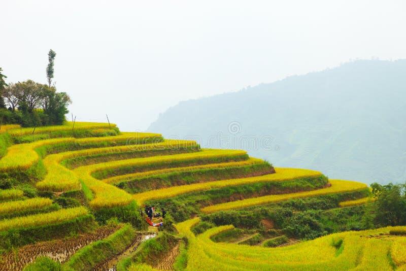 HA GIANG, VIETNAM - OCTOBER 6, 2018: Rice fields on terraced of Hoang Su Phi, Ha Giang, Vietnam. Rice fields prepare the harvest. At Northwest Vietnam.Vietnam royalty free stock image HA GIANG, VIETNAM - OCTOBER 6, 2018: Rice fields on terraced of Hoang Su Phi, Ha Giang, Vietnam. Rice fields prepare the harvest. At Northwest Vietnam.Vietnam royalty free stock image