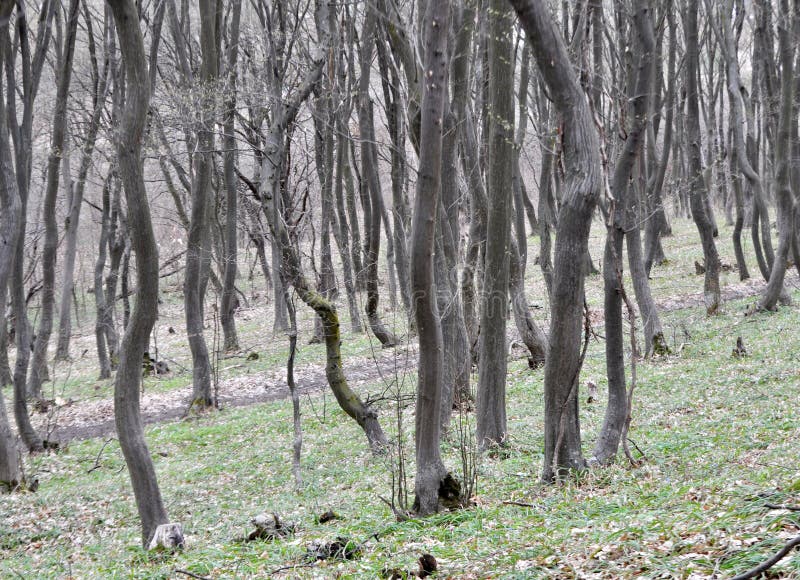 Haagbeuken groeien in het bos royalty-vrije stock foto's