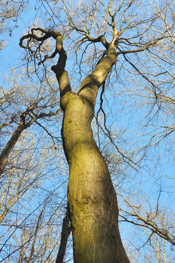 Haagbeuken groeien in het bos royalty-vrije stock foto