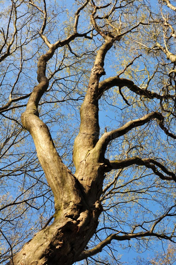 Haagbeuken groeien in het bos royalty-vrije stock afbeeldingen