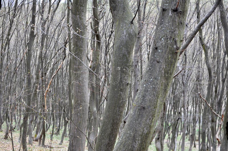 Haagbeuken groeien in het bos stock afbeeldingen