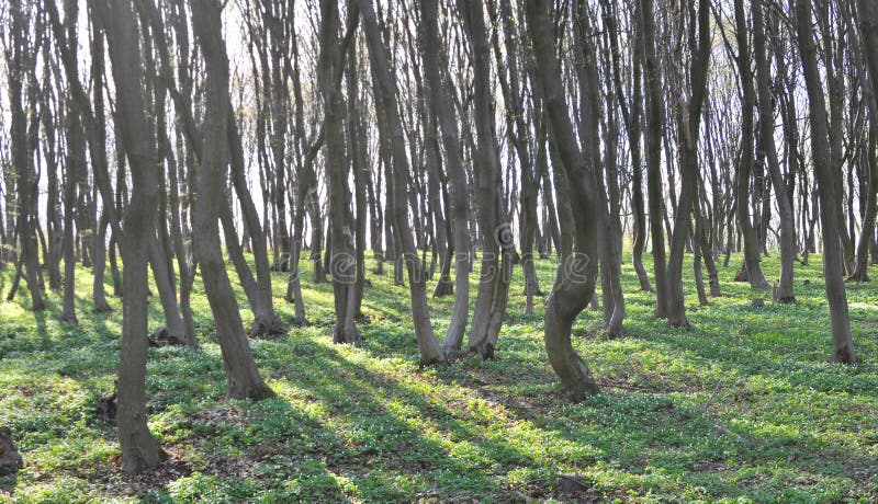 Haagbeuken groeien in het bos royalty-vrije stock foto