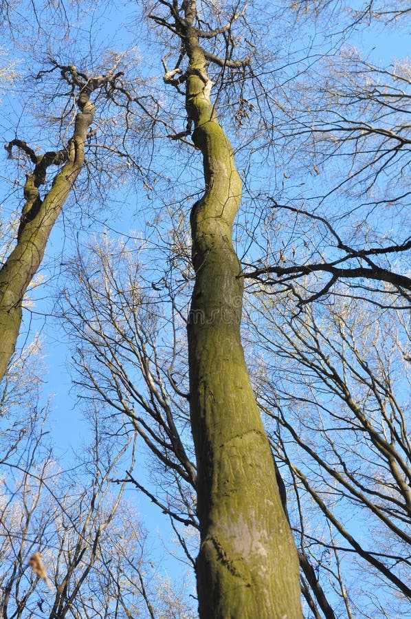 Haagbeuken groeien in het bos stock foto